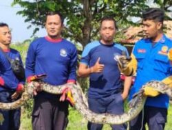 Sempat Alami Kesulitan, Tim 2 Damkar Sampang Berhasil Evakuasi Ular Di Kandang Sapi