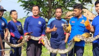 Sempat Alami Kesulitan, Tim 2 Damkar Sampang Berhasil Evakuasi Ular Di Kandang Sapi